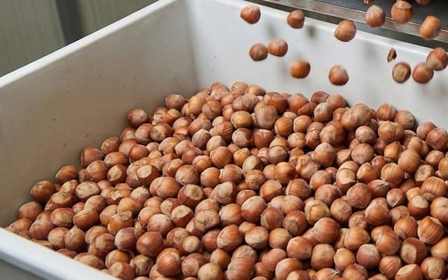 hazelnuts1.jpg